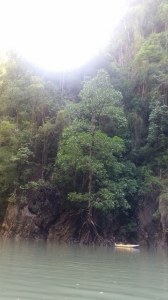 Phang Nga Bay mangrove cove