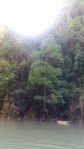 Phang Nga Bay mangrove cove