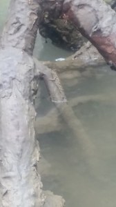 Phang Nga Bay mangrove mudskipper