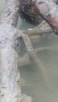 Phang Nga Bay mangrove mudskipper